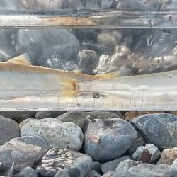 志賀浜、小鮎調査