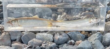志賀浜、小鮎調査