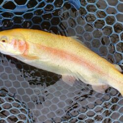 雨による濁りで魚の活性ＭＡＸ！ ～平谷湖フ…