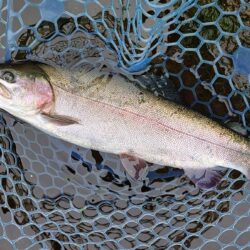前回ほどではないがよく釣れてくれた平谷湖フ…