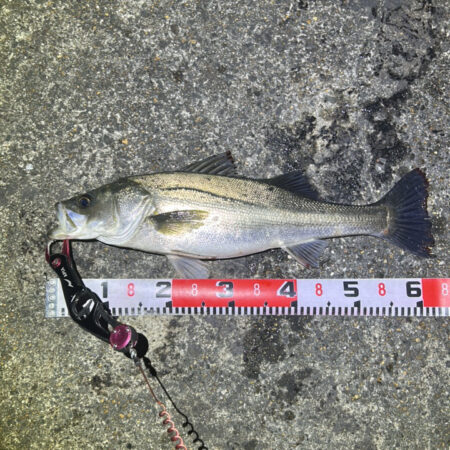 色々釣れました・・