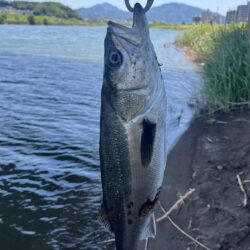 大分川　シーバス