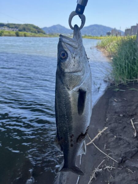 大分川　シーバス