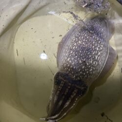コウイカ発見