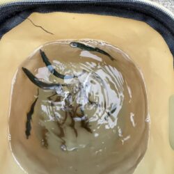 サビキのシーズン到来①