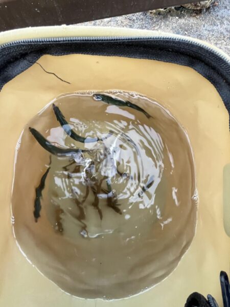サビキのシーズン到来①