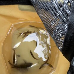 サビキ株価値下がり中