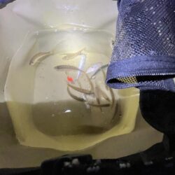 サビキ株価下落中②