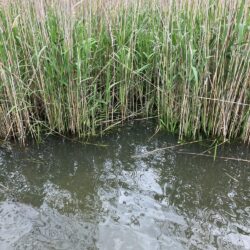 GW最終日サイト40cm