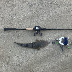 マゴチ54cm 43cm