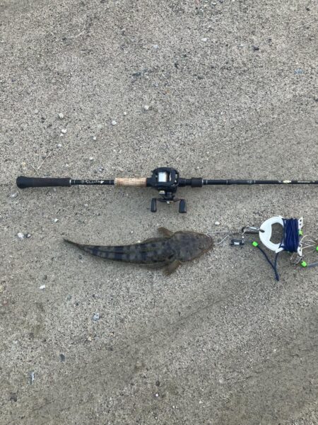 マゴチ54cm 43cm