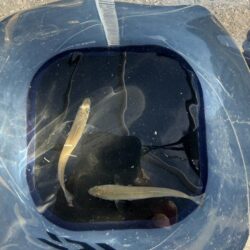 シロギス釣り