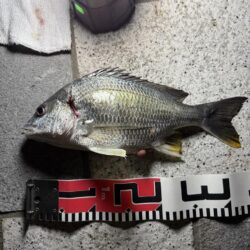 夜釣り、ちょい投げ