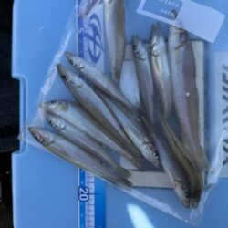 キス釣り