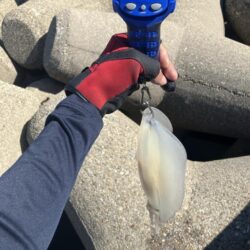 アオリ🦑自己記録更新！(^^)v