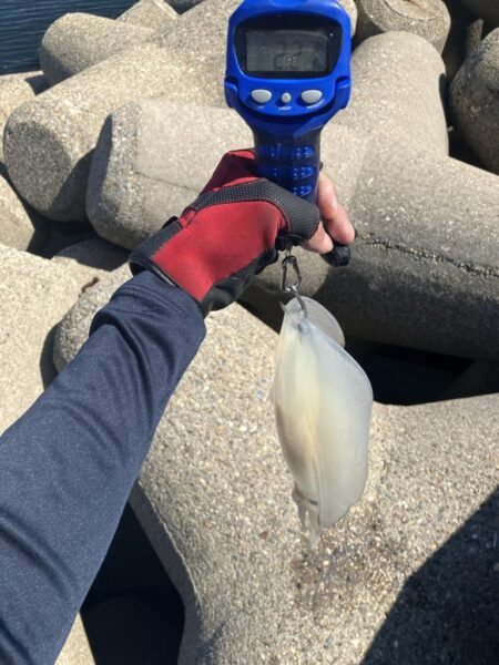 アオリ🦑自己記録更新！(^^)v