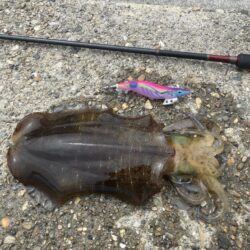 昼間でもアオリ🦑GET！(^^)