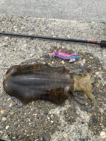 昼間でもアオリ🦑GET！(^^)