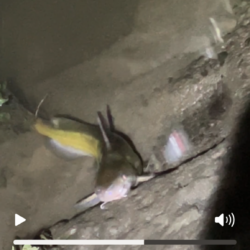 ある意味期待通り