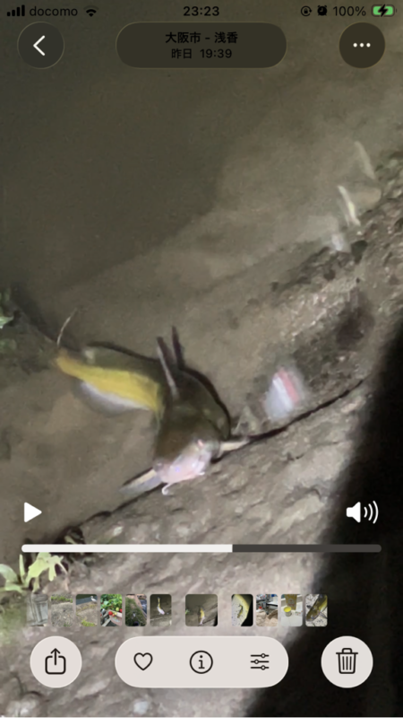 ある意味期待通り