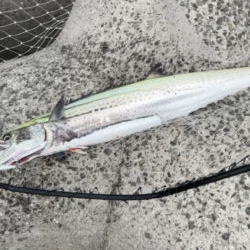 サワラ釣れました