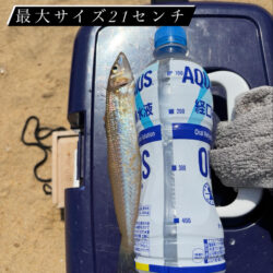 今シーズン初キス釣り