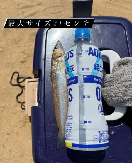 今シーズン初キス釣り