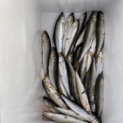小鮎釣り
