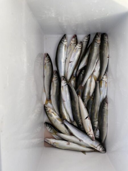 小鮎釣り