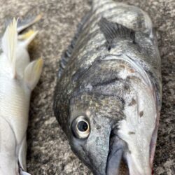 ハネやチヌ、ガシラ好調でした