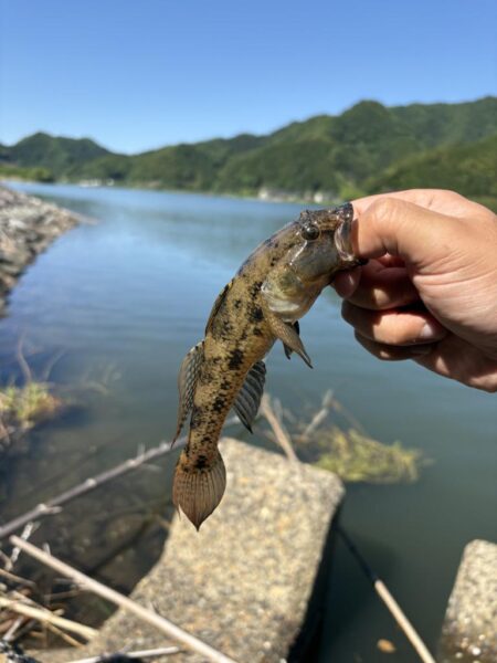 春イカ探し3