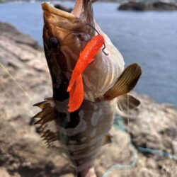 ロックフィッシュ
