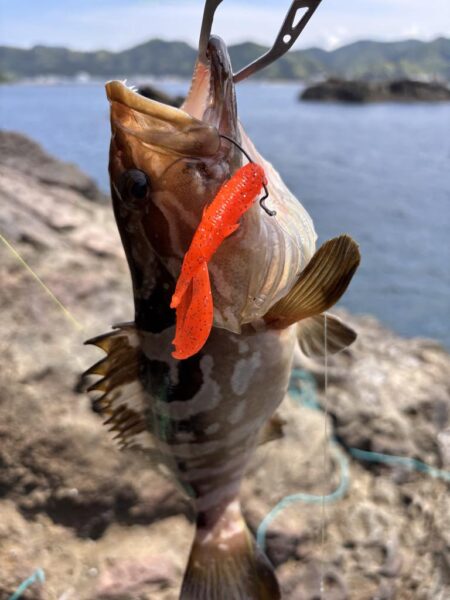 ロックフィッシュ