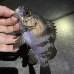 初夏のメバル