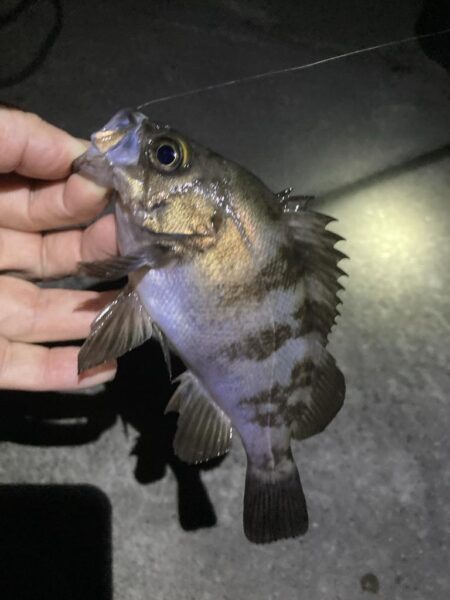 初夏のメバル