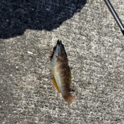 ヘチ釣り