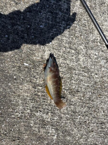 ヘチ釣り