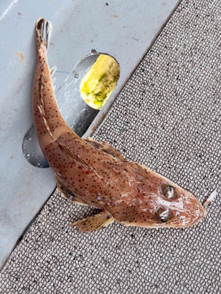 タイラバ