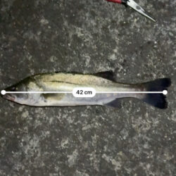 珍しい魚が釣れた