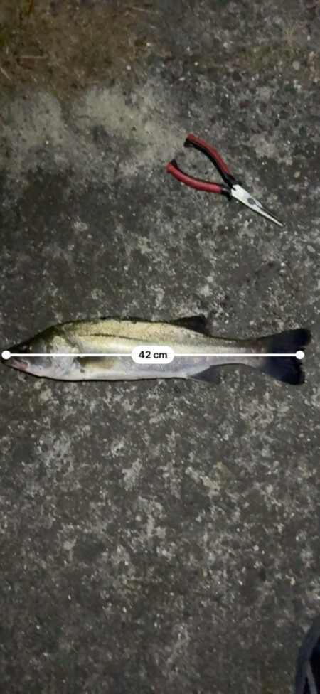 珍しい魚が釣れた
