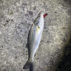 バチ抜け