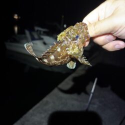 春アオリ&早キス探しin福井県