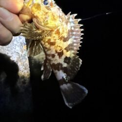 メバルさんは何処へ…
