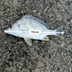 断捨離釣行