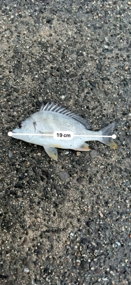 断捨離釣行