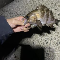 今年も無事にアジつれました
