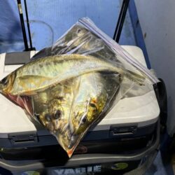 鳥取港デカアジ釣り｜ラッシュは来たが短時間…