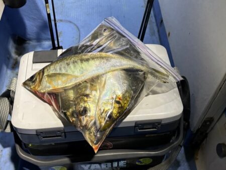 鳥取港デカアジ釣り｜ラッシュは来たが短時間…