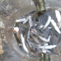 琵琶湖志賀浜小鮎釣り