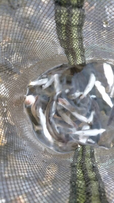 琵琶湖志賀浜小鮎釣り